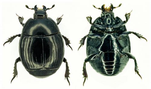 Réf. 193 243 : Margarinotus ventralis